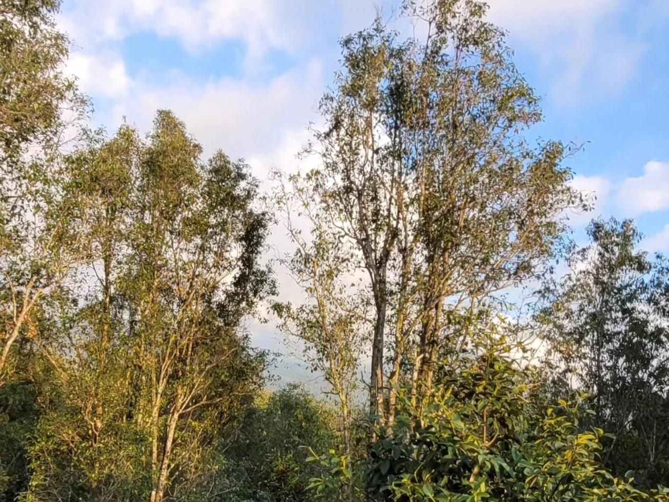 Umah Yugadi Bali Daire Munduk Dış mekan fotoğraf