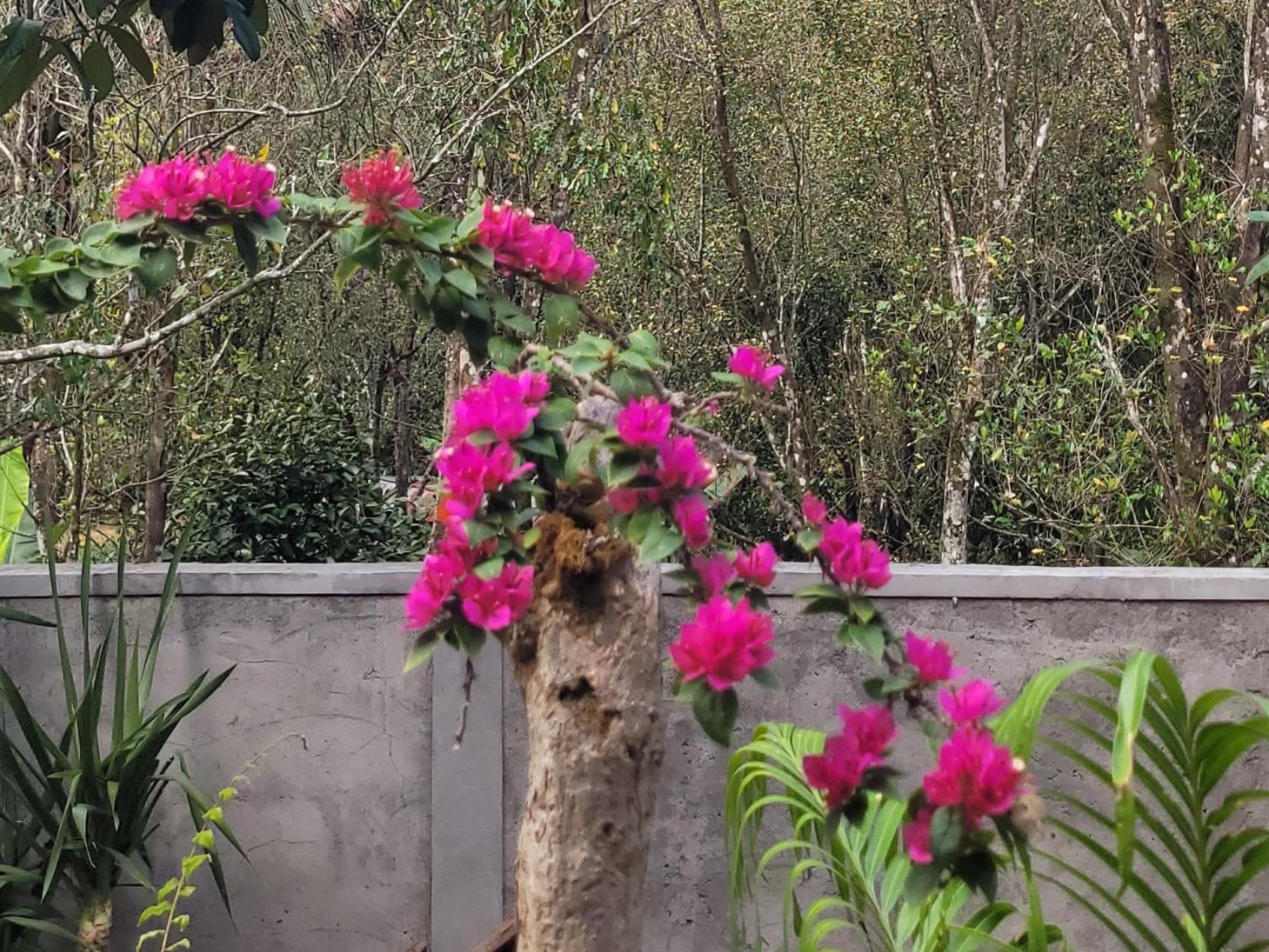 Umah Yugadi Bali Daire Munduk Dış mekan fotoğraf