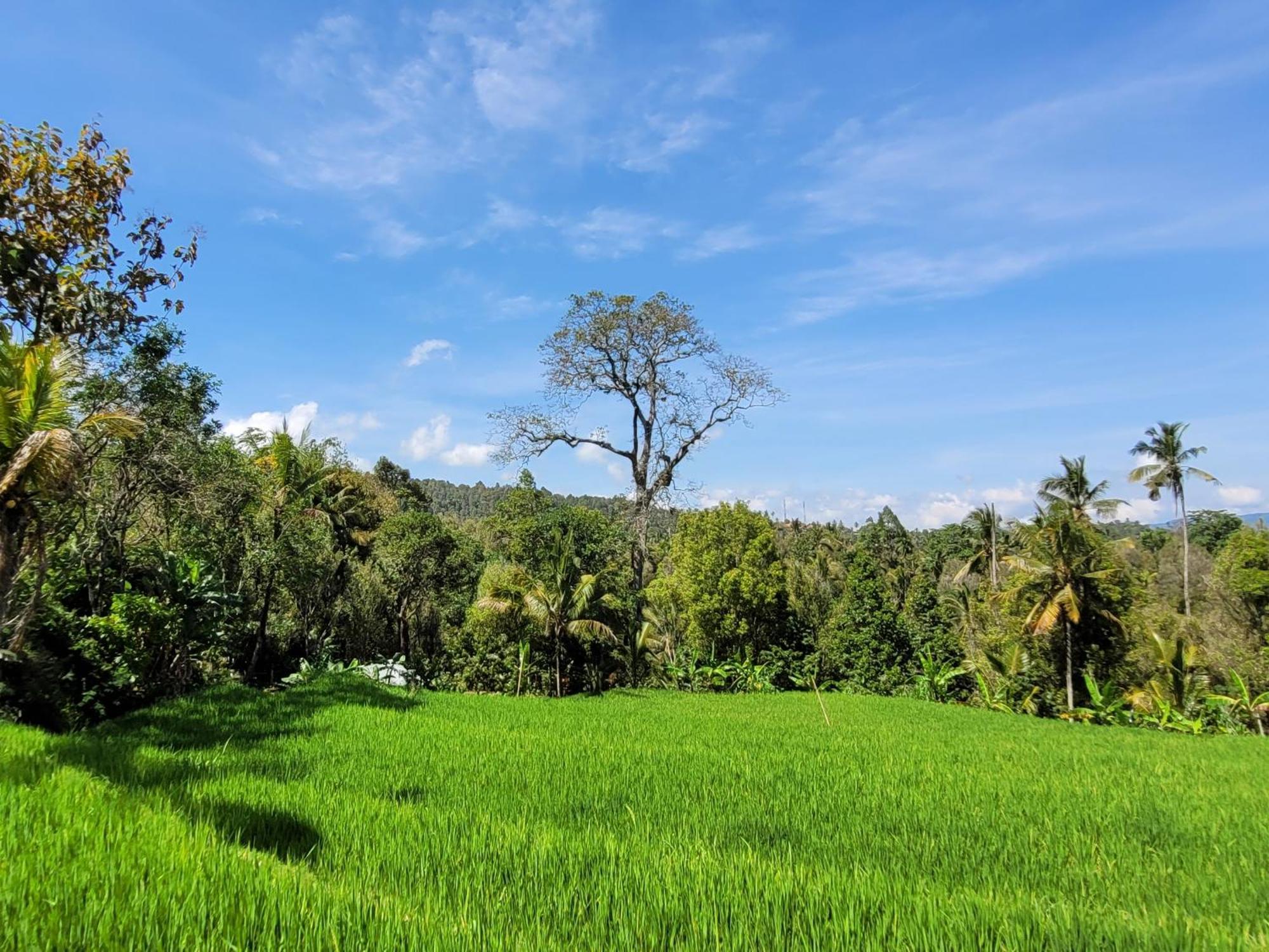 Umah Yugadi Bali Daire Munduk Dış mekan fotoğraf